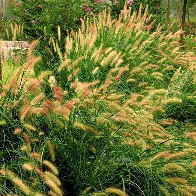 山东东方狼尾草叶色优美 东方狼尾草大型公园种植用苗 欢迎询价