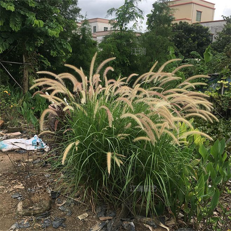 金红羽狼尾草批发中心 金红羽狼尾草叶色优美 欢迎选购 江瑞观赏草基地