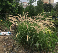 金红羽狼尾草批发中心 金红羽狼尾草叶色优美 欢迎选购 江瑞观赏草基地