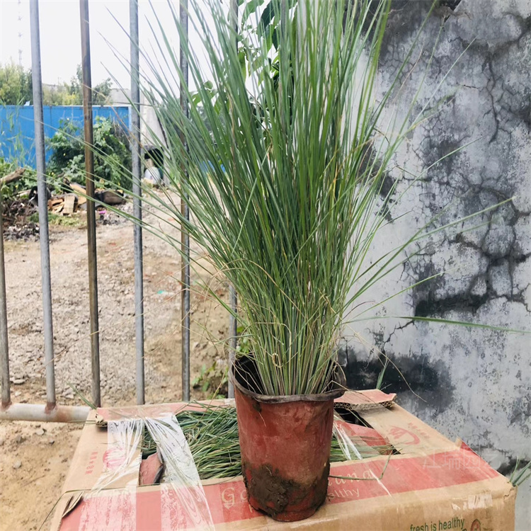 青州毛冠草价格优惠 蜜糖草繁育基地 毛冠草雅美如画 欢迎选购