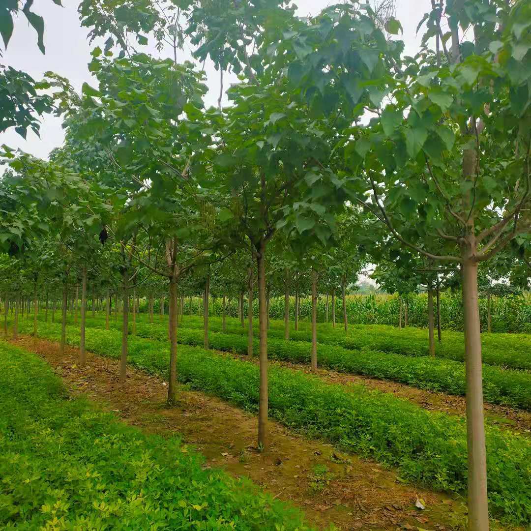 畅春楸树种植常年供应楸树 梓树 3-6公分楸树苗 8-16公分定植楸树