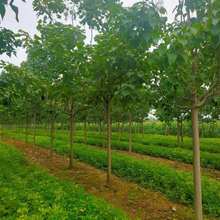 畅春楸树种植常年供应楸树 梓树 3-6公分楸树苗 8-16公分定植楸树