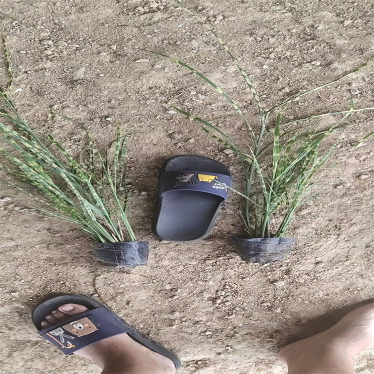 金酒吧芒产地价格 金酒吧芒叶色优美 金酒吧芒花境观赏草 江瑞园艺