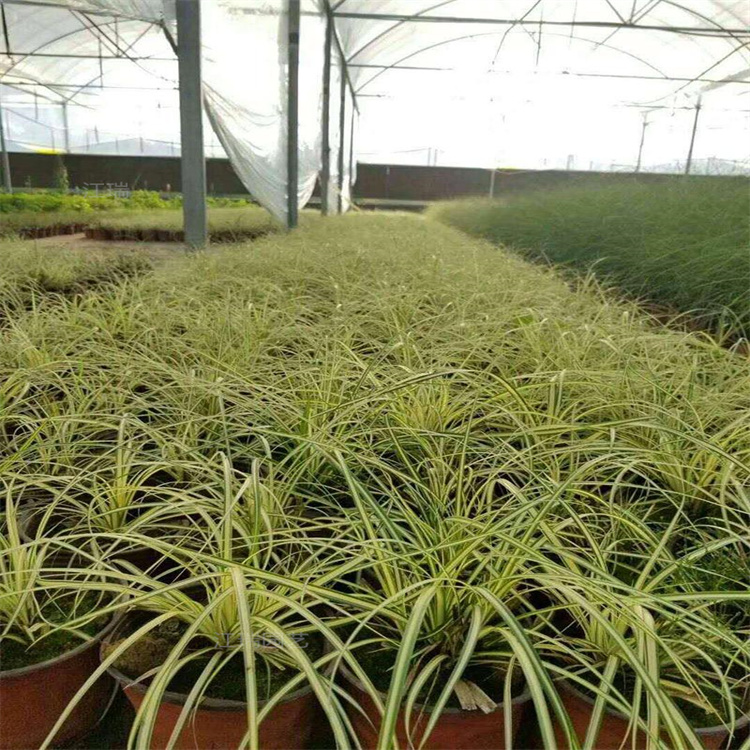 山东金叶苔草品质优良 黄金苔草大型公园绿化 观赏价值高 欢迎来电咨询