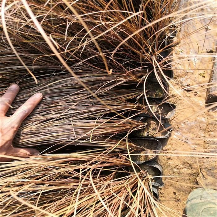 棕红苔草繁殖基地 棕红苔草叶色优美 适合公园 路边 岩石种植绿化 江瑞园艺