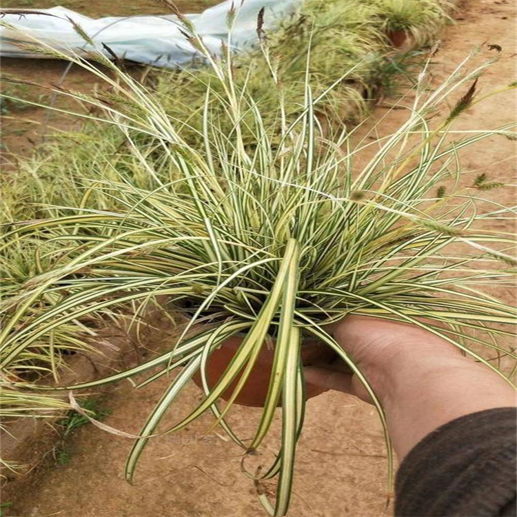 金叶苔草繁育基地 黄金苔草叶色优美 观赏价值高 江瑞园艺欢迎询价