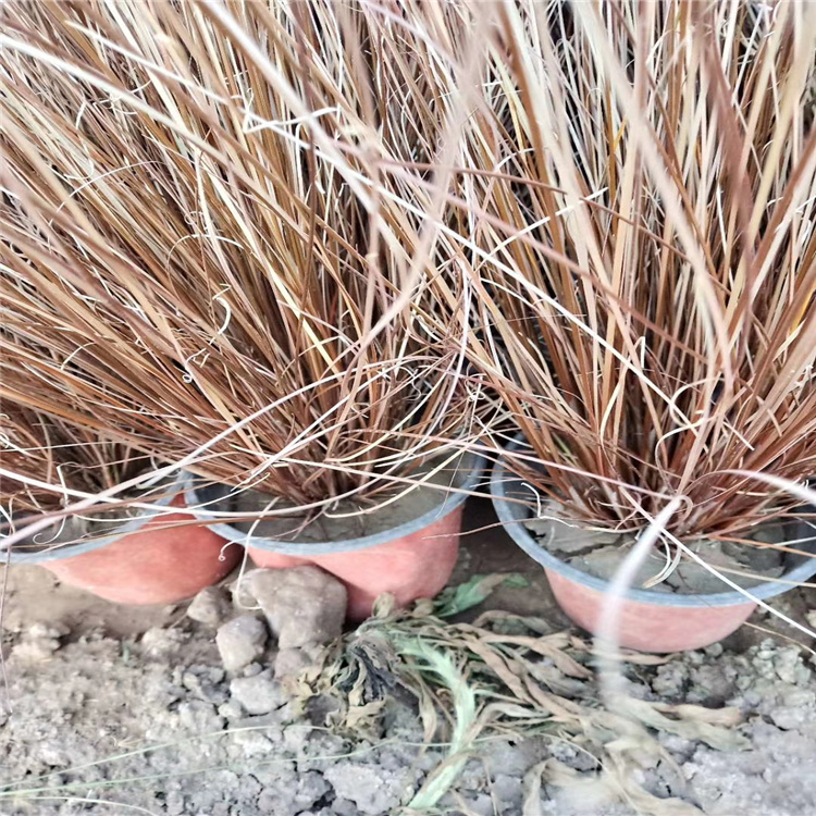 青州棕红苔草价格低数量多 棕红苔草护坡绿化 江瑞致电咨询