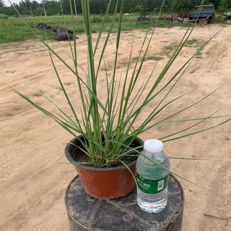 喷泉狼尾草繁育基地 喷泉狼尾草观赏价值高 喷泉狼尾草产地价格 江瑞观赏草基地