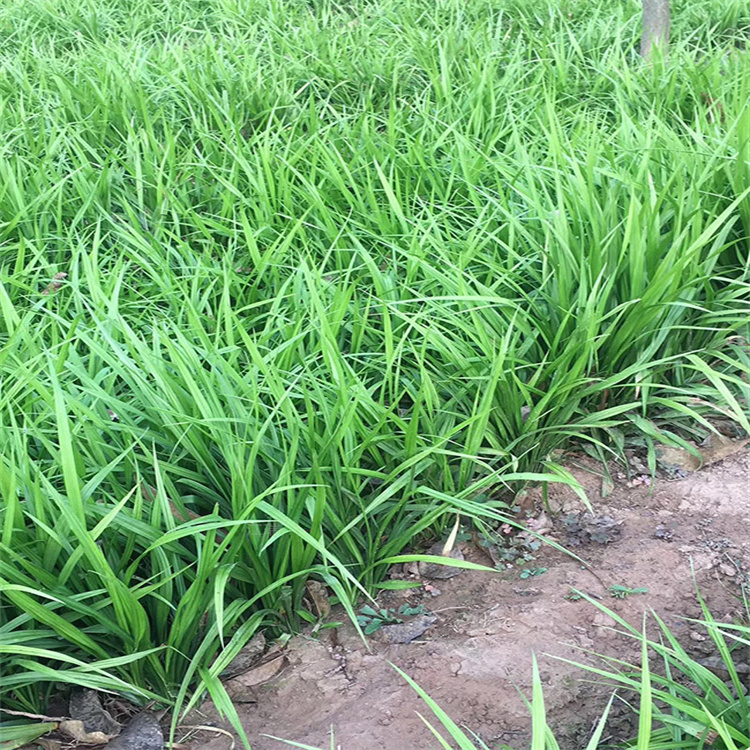山东吉祥草营养杯苗成活高 吉祥草花境观赏草 吉祥草质优价廉 江瑞园艺