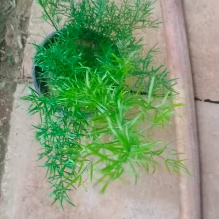 凯洋花卉批发天门冬小苗 天门冬基地 欢迎咨询 
