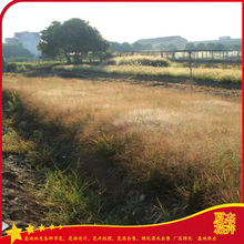 水边池塘绿化画眉草  画眉草报价  园林绿化草