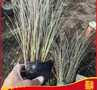 棕红苔草营养钵价格  园林造景   欢迎实地选苗