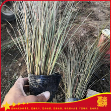 棕红苔草营养钵价格  园林造景   欢迎实地选苗