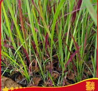 花带栽植苗  日本血草工程苗   芽多苗壮