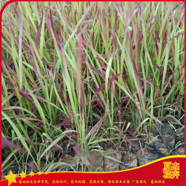 花带栽植苗  山东血草批发基地   绿篱色块配置