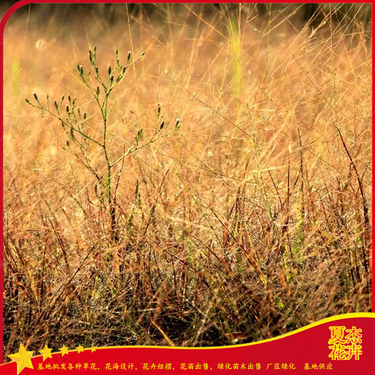 公园绿植地被用苗  画眉草大杯苗价格  小区绿化地被用苗