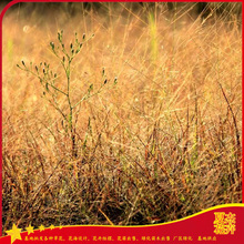公园绿植地被用苗  画眉草大杯苗价格  小区绿化地被用苗