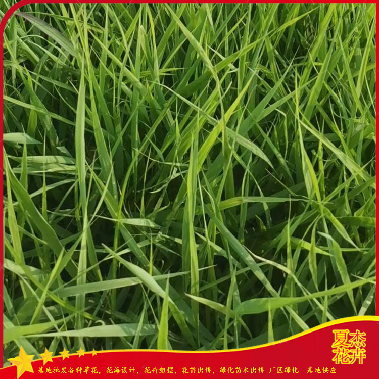 绿化工程画眉草  画眉草大杯苗价格  欢迎实地选苗