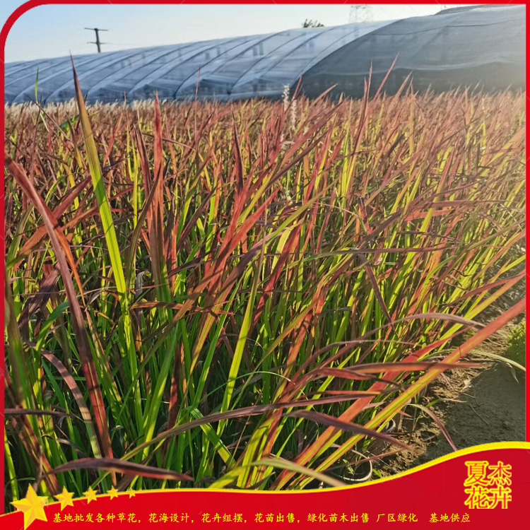 观赏草日本血草  血草小苗报价   芽多苗壮