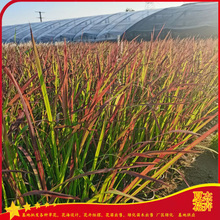 观赏草日本血草  血草小苗报价   芽多苗壮