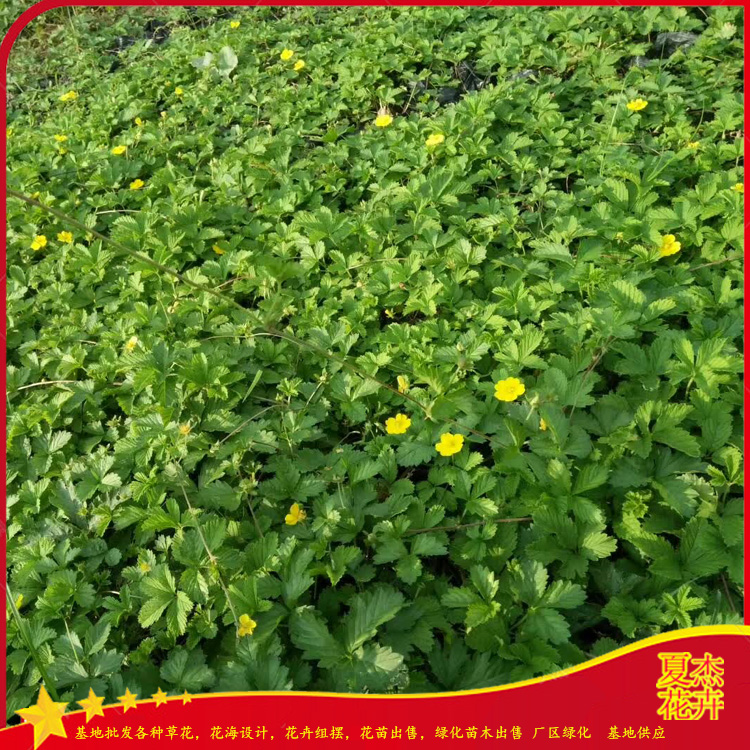 盆栽委陵菜批发价格  三叶委陵菜出售   护坡植物五叶委陵菜供应