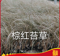 棕红苔草价格  绿化工程苗   棕红色系可做花境点缀