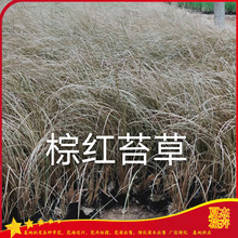 棕红苔草营养钵价格  园林造景   四季观赏耐寒耐旱