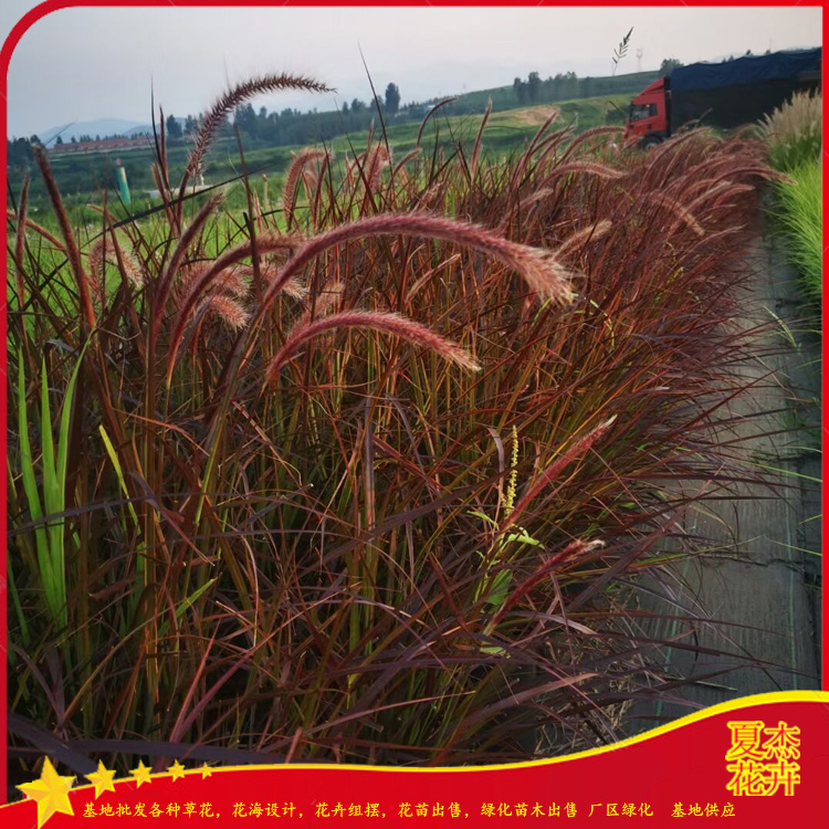 景观片植花卉  大杯日本血草价格   芽多苗壮