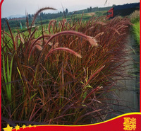 景观片植花卉  大杯日本血草价格   芽多苗壮