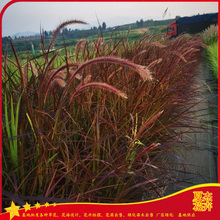 景观片植花卉  大杯日本血草价格   芽多苗壮
