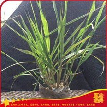 景观片植花卉  画眉草价格  小区楼盘绿化工程用苗