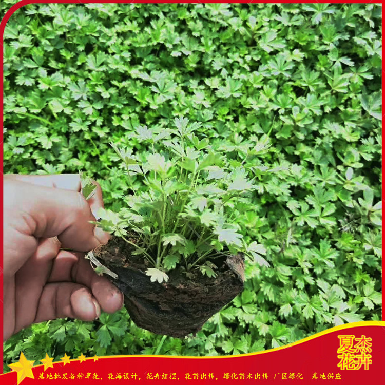 三叶委陵菜出售 三叶委陵菜种子批发 三叶委陵菜小苗种植基地