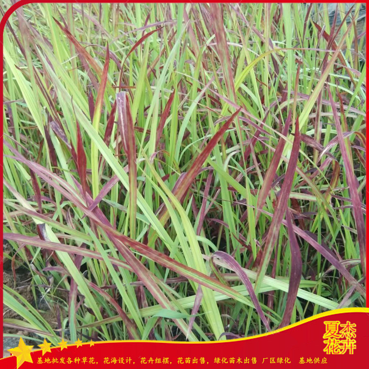 园林绿植地被用苗  山东血草批发基地   彩叶观赏草种