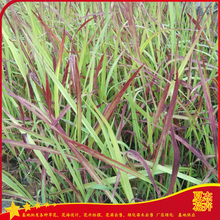 园林绿植地被用苗  山东血草批发基地   彩叶观赏草种
