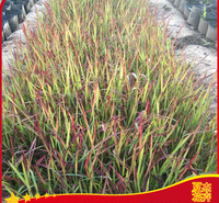 观赏草日本血草  山东血草批发基地   彩叶观赏草种