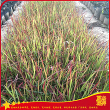 观赏草日本血草  山东血草批发基地   彩叶观赏草种