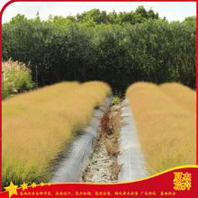 花境花带点缀用苗  画眉草批发商  园林绿化草