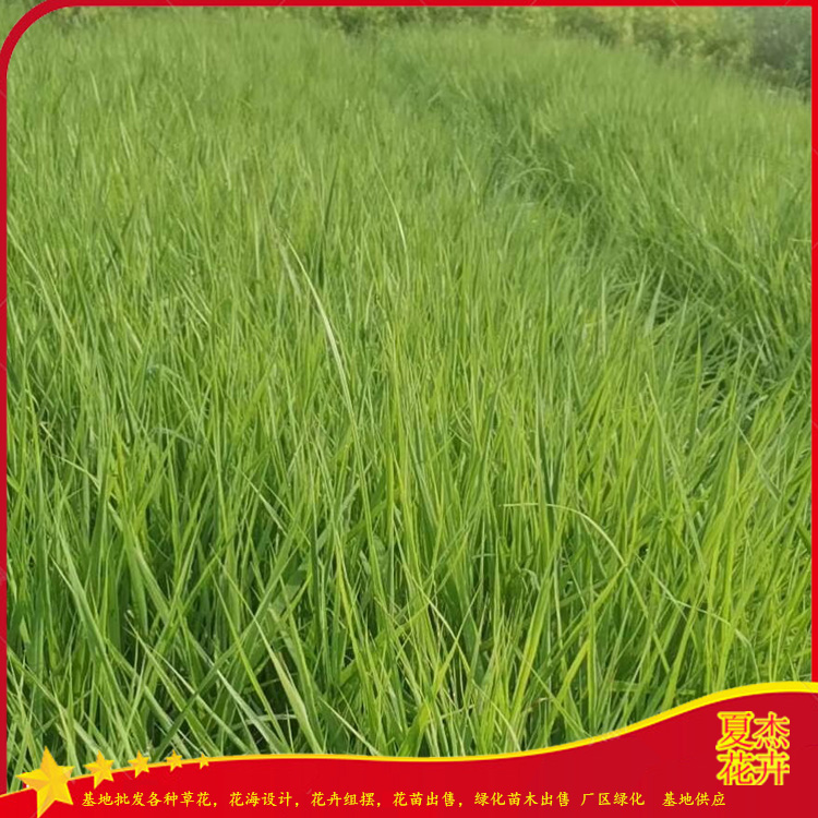 公园绿植地被用苗  画眉草小苗  小区绿化地被用苗