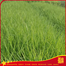公园绿植地被用苗  画眉草小苗  小区绿化地被用苗