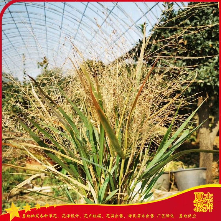 山坡草地绿化小苗  画眉草报价  花海景观打造
