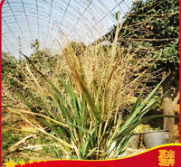 山坡草地绿化小苗  画眉草报价  花海景观打造