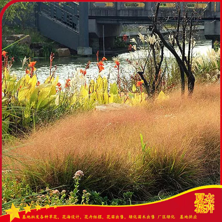 绿化工程画眉草  画眉草报价  花海景观打造