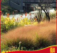 绿化工程画眉草  画眉草报价  花海景观打造