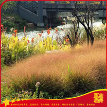 水边池塘绿化画眉草  画眉草片植效果  小区绿化地被用苗