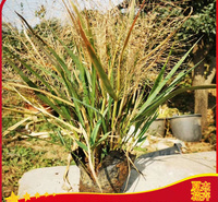 花境花带点缀用苗  画眉草批发商  小区绿化地被用苗