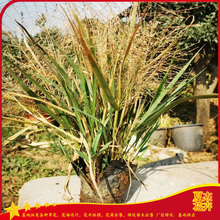 花境花带点缀用苗  画眉草批发商  小区绿化地被用苗