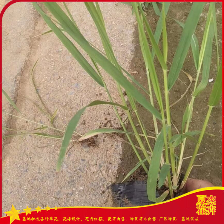 绿化工程画眉草  画眉草价格  观赏草类基地直供