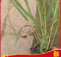 绿化工程画眉草  画眉草价格  观赏草类基地直供
