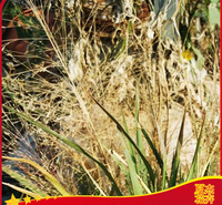 绿化工程画眉草  画眉草报价  观赏草类基地直供