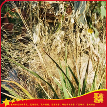 绿化工程画眉草  画眉草报价  观赏草类基地直供